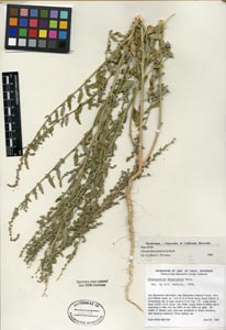 Herbarium Sheet of UCR 84634